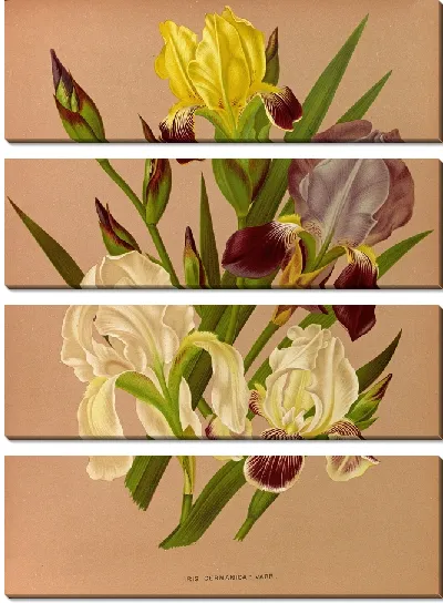 Картина Ирис Германика (1872-1881)