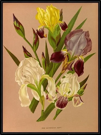 Картина Ирис Германика (1872-1881)