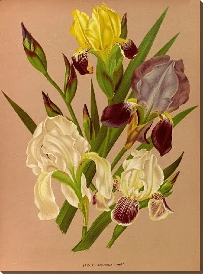 Картина Ирис Германика (1872-1881)