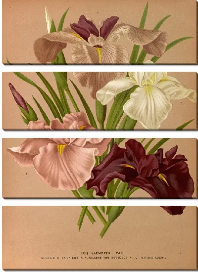 Картина Ирис Кемпфери (1872-1881)