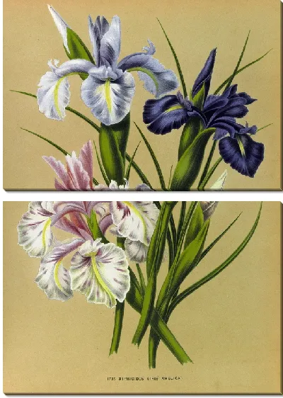 Картина Ирис Ксифиоидес (Iris Anglica) (1872-1881)