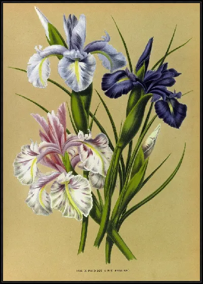 картина