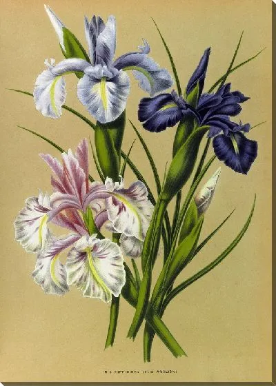 Картина Ирис Ксифиоидес (Iris Anglica) (1872-1881)