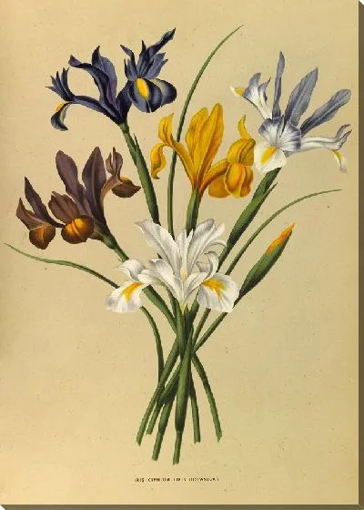 Картина Ирис Ксифиум (Iris Hispanica) (1872-1881)