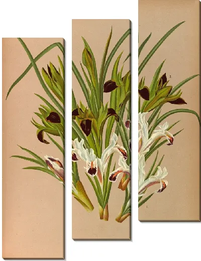 Картина Ирис Персика и Ирис Тубероза (1872–1881)