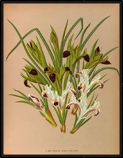Картина Ирис Персика и Ирис Тубероза (1872–1881)