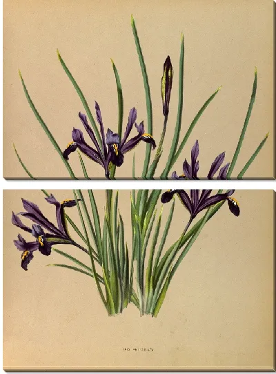 Картина Ирис сетчатый (1872-1881)
