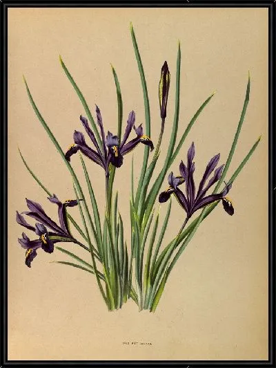 Картина Ирис сетчатый (1872-1881)