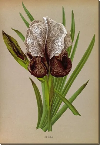 Картина Ирис Сусиана (1872-1881)