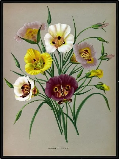 Картина Калохорти Спец. Див. (1872-1881)