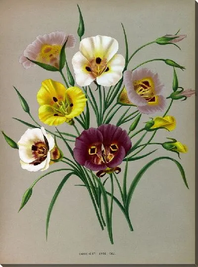 Картина Калохорти Спец. Див. (1872-1881)