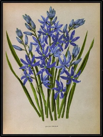 Картина Камассия Эскулента (1872-1881)