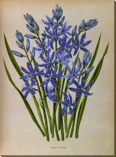 Картина Камассия Эскулента (1872-1881)