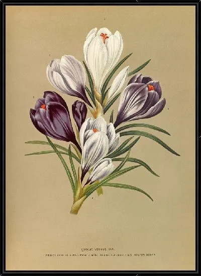 Картина Крокус Вернус (1872-1881)