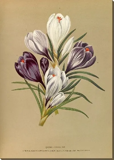 Картина Крокус Вернус (1872-1881)