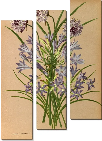 Картина 1. Л.Бродия Конгеста. 2.Бродьея Грандльфлора. 3 . Милла Лакса (Triteleia Laxa – Seubertia Laxa) (1872-1881)