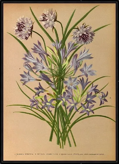 Картина 1. Л.Бродия Конгеста. 2.Бродьея Грандльфлора. 3 . Милла Лакса (Triteleia Laxa – Seubertia Laxa) (1872-1881)
