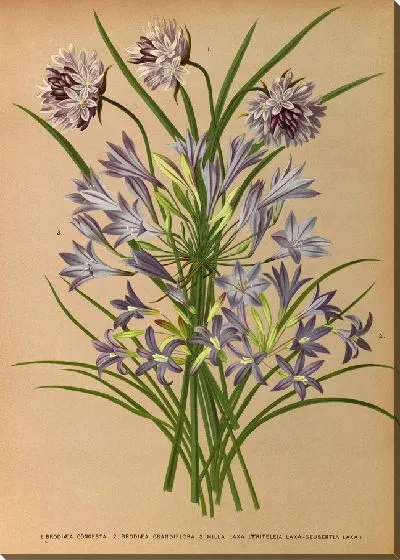 Картина 1. Л.Бродия Конгеста. 2.Бродьея Грандльфлора. 3 . Милла Лакса (Triteleia Laxa – Seubertia Laxa) (1872-1881)