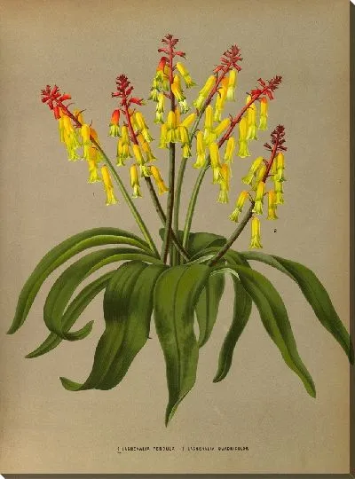 Картина Лахеналия Кваориколор (1872-1881)