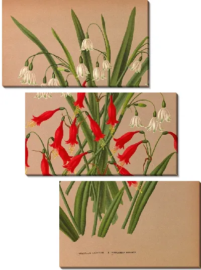 Картина Леукоюм эстивум и Пентландия Миниата (1872-1881)