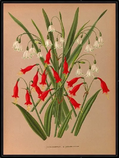 Картина Леукоюм эстивум и Пентландия Миниата (1872-1881)