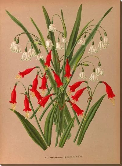 Картина Леукоюм эстивум и Пентландия Миниата (1872-1881)