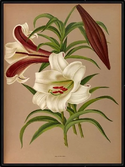 Картина Лилии Брауни (1872–1881)