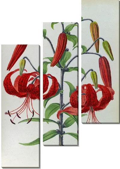Картина Лилии Тигринум (1872-1881)