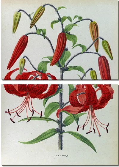Картина Лилии Тигринум (1872-1881)