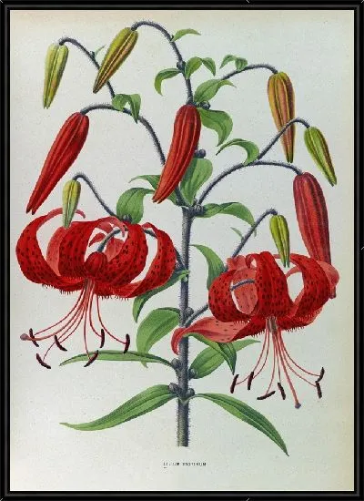 Картина Лилии Тигринум (1872-1881)