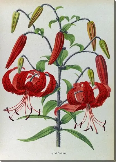 Картина Лилии Тигринум (1872-1881)