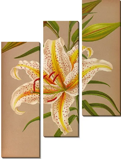 Картина Лилия Ауратум (1872-1881)