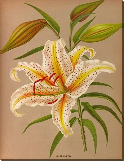 Картина Лилия Ауратум (1872-1881)