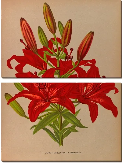 Картина Лилия зонтичная несравненная (1872-1881)