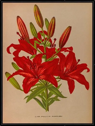 Картина Лилия зонтичная несравненная (1872-1881)