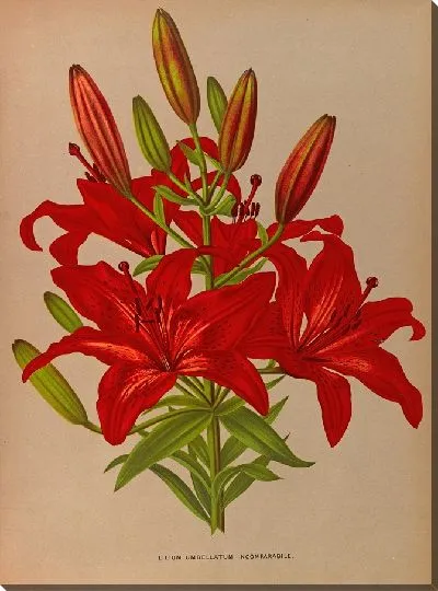 Картина Лилия зонтичная несравненная (1872-1881)