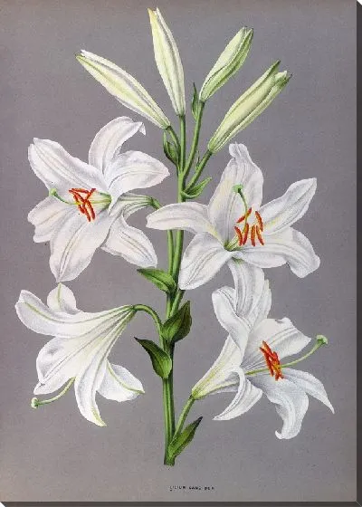 Картина Лилия Кандидум (1872-1881)