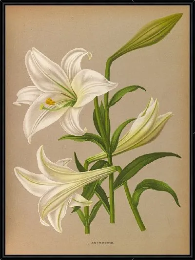 Картина Лилия Лонгифлурум (1872-1881)