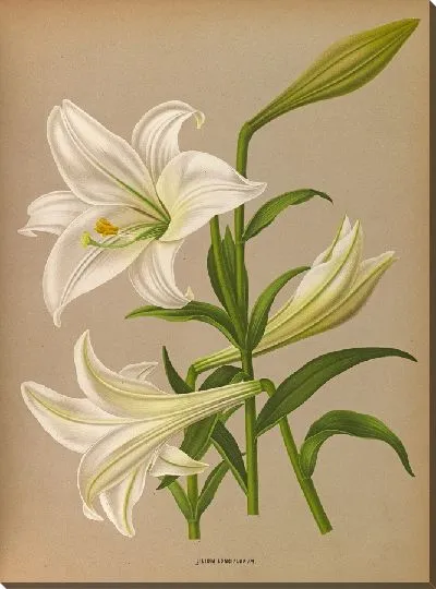 Картина Лилия Лонгифлурум (1872-1881)