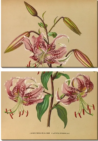 Картина Лилия особенная Рубрум (1872-1881)