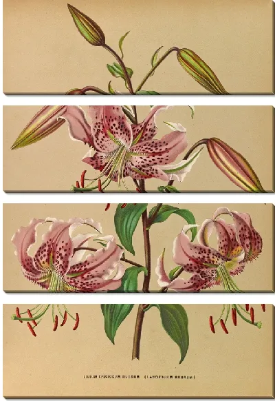 Картина Лилия особенная Рубрум (1872-1881)