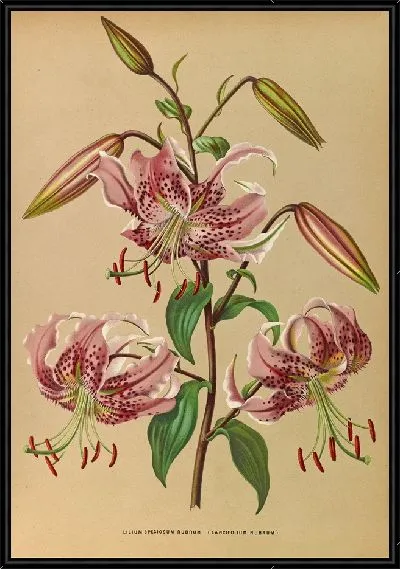 Картина Лилия особенная Рубрум (1872-1881)
