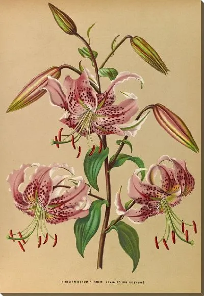 Картина Лилия особенная Рубрум (1872-1881)