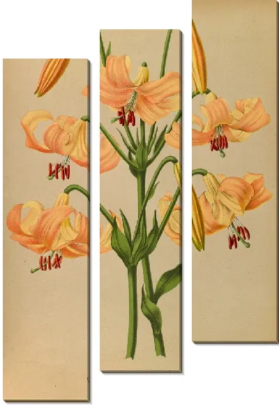 Картина Лилия Тестацеум (1872-1881)