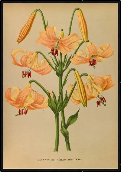 Картина Лилия Тестацеум (1872-1881)