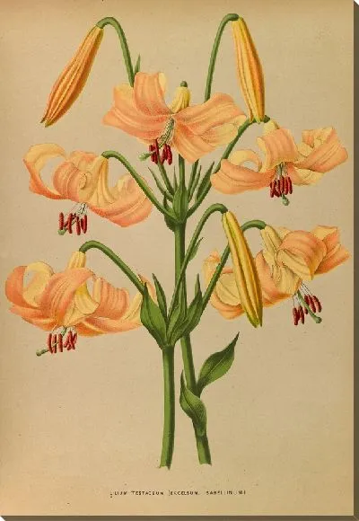 Картина Лилия Тестацеум (1872-1881)