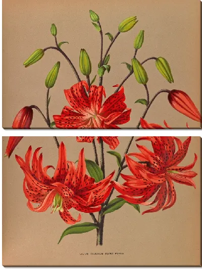 Картина Лилия Тигринум Флор Плено (1872-1881)