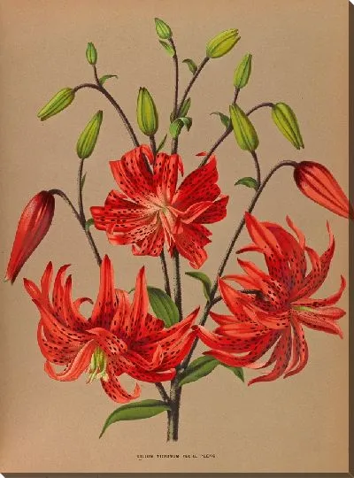 Картина Лилия Тигринум Флор Плено (1872-1881)