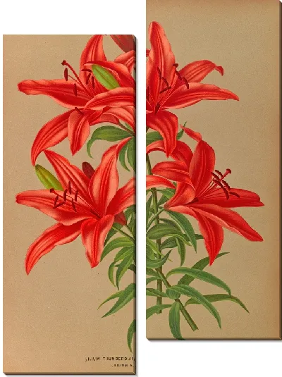 Картина Лилия Тунбергианум Венустум (1872-1881)
