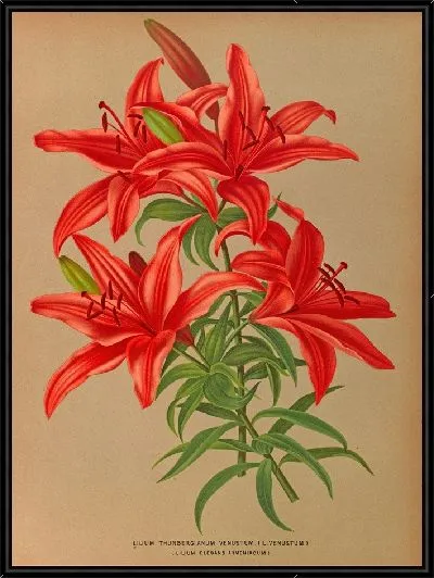 Картина Лилия Тунбергианум Венустум (1872-1881)